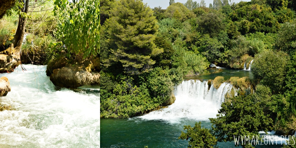Jeziora Krka pies