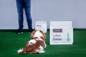 Rally-o W odróżnieniu od tradycyjnego Obedience, Rally-O nie wymaga absolutnej perfekcji i skupia się przede wszystkim na dobrej zabawie.