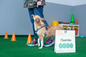 Rally-o Warszawa Rally-o to świetny sposób na aktywne spędzenie czasu ze swoim pupilem, przy jednoczesnym doskonaleniu jego umiejętności.