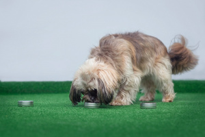 Nosework Warszawa Zadaniem naszego pupila w nosework, nie jest jednak tropienie groźnych przestępców czy wykrywanie nielegalnych substancji, ale znalezienie ukrytej próbki zapachu cynamonu, pomarańczy oraz goździka.