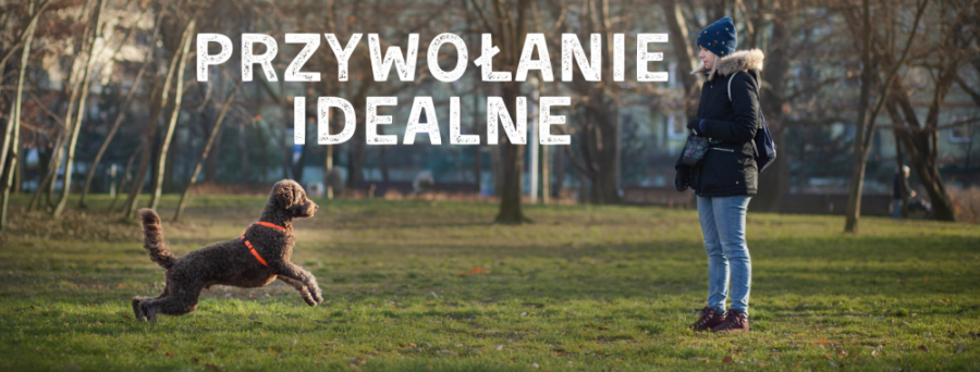 Przywołanie jest najważniejszą umiejętnością, jaką powinien mieć każdy pies. Od skuteczności przywołania, zależeć może zdrowie lub nawet życie naszego pupila.