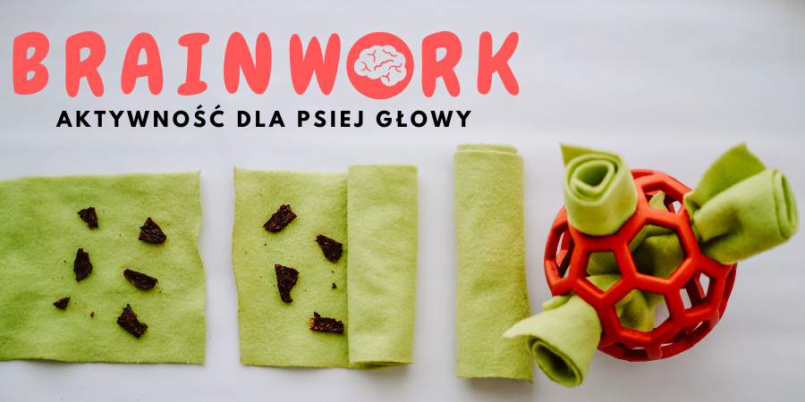 pies brainwork Brainwork - aktywność dla psiej głowy