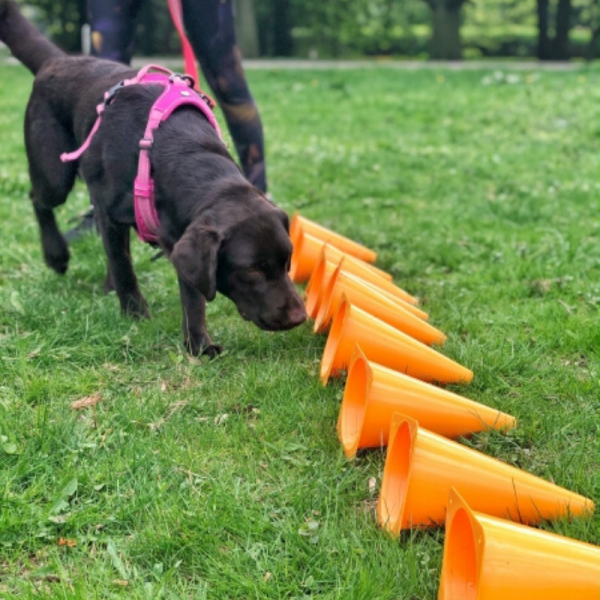 nosework
