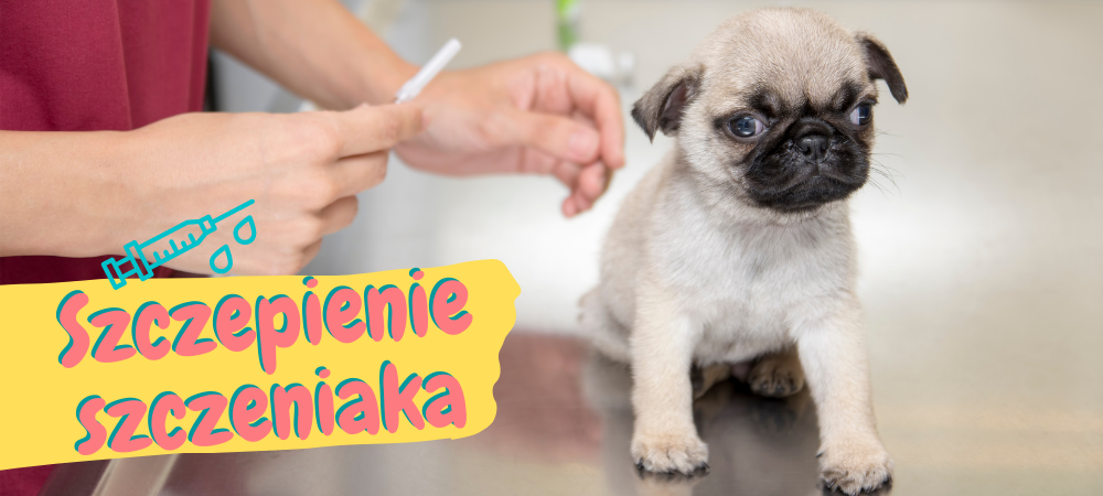 Szczepienie szczeniaka Regularnie przeprowadzane szczepienia zapewniają przede wszystkim odporność Twojemu psu na niebezpieczne, często śmiertelne choroby