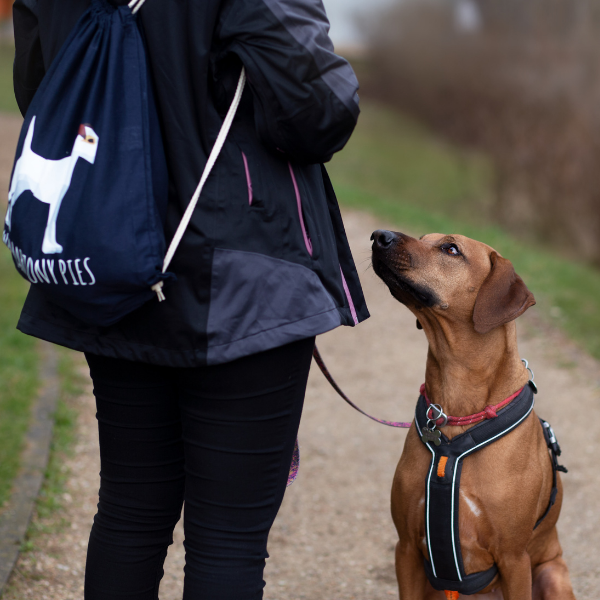 kurs_petsitter