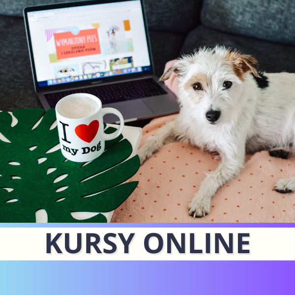 Kursy online