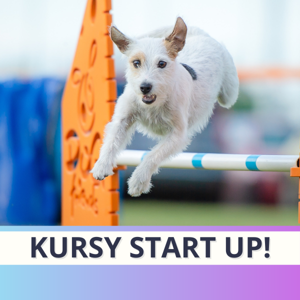 Kursy Start up!