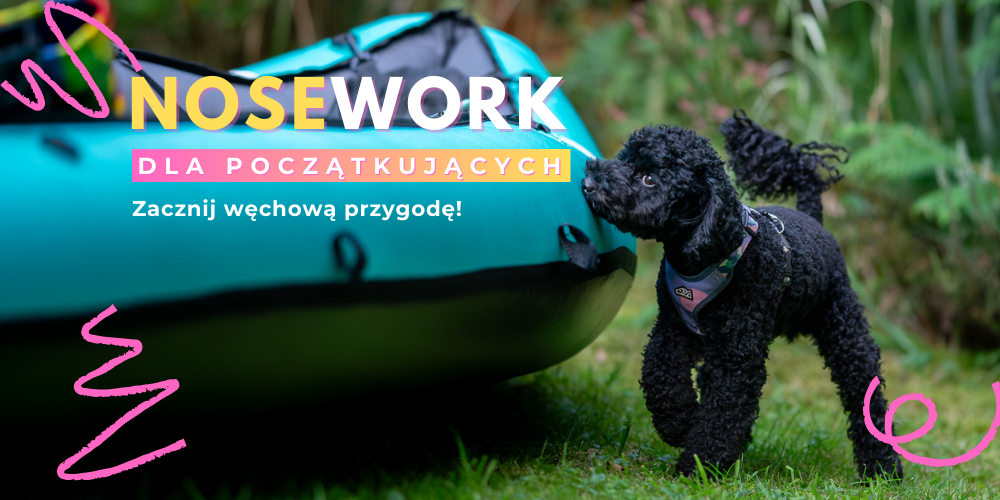 Nosework warszawa
