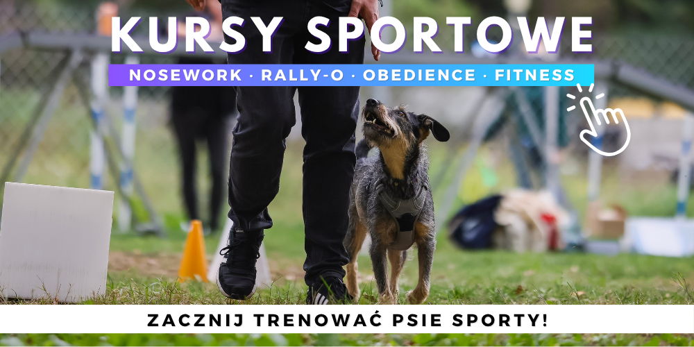 nosework obedience rally-o